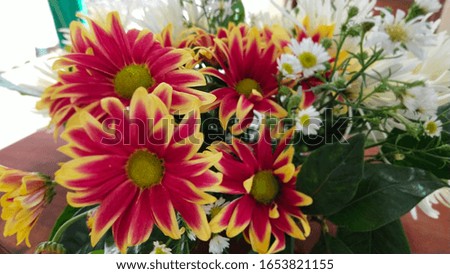 Beautiful red yellow chrysanthemum flower for decoration