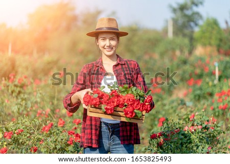 Asian Farmers woman holding the rose bush in Rose Garden. Asian Young woman smelling and holding a rose flower in the wonderful rose garden. valentine’s day.