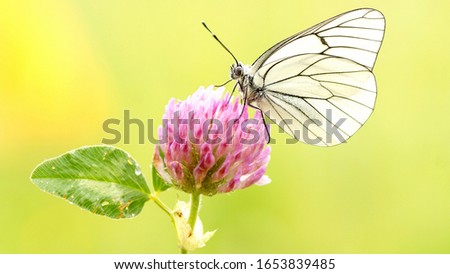 A beautiful butterfly sits on a clover.
