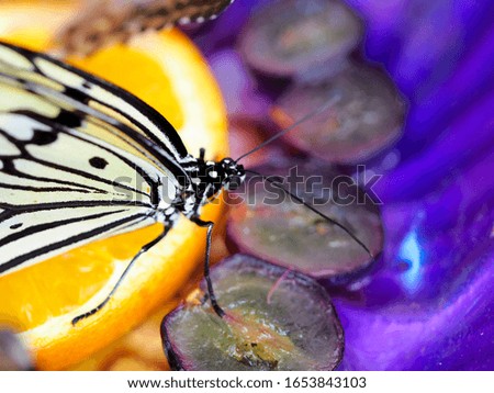 Macro photography image of butterfly resting on objects
