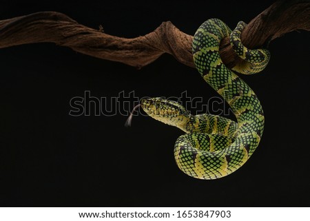 pit Viper snake venomous asian Royalty-Free Stock Photo #1653847903