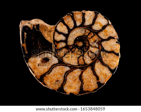 Polished cross-section of a fossil ammonite showing the spiral of internal chambers and dividing walls (septa) of the shell. Ammonites are extinct relatives of octopus and squids