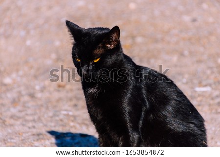 Black cat resting on a sunny day