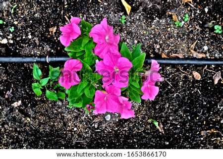 Single young petunia plant with pink flowers and plant nursery infrastucture - plastic watering tubing and soil.