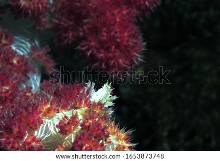 Candy Crab also known as Commensal Soft Coral Crab on Dendronephtya coral Cebu Philippines