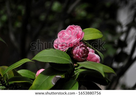 delicate pink peony rose bloomed in the garden and stretches up in the sun against a background of juicy green petals
