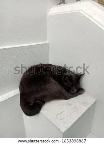 do not wake the black cat