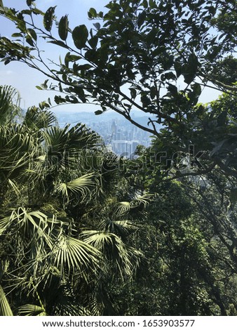 Hong Kong Skyline framed with vegetation