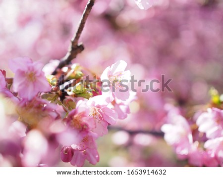 Beautiful early bloom cherry blossom in Japan, Very shallow depth of field