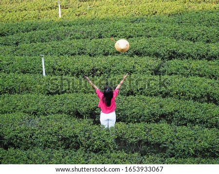 Back view of freedom tourist woman throws hat and raises her arms up to the air at green tea farm plantation on the mountain. 