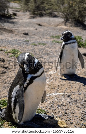 two penguins resting in the sun