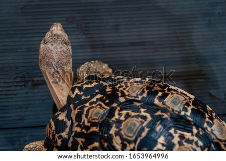 Close Up - Land turtle with a large brown pattern in an open captivity that can be visited by tourists