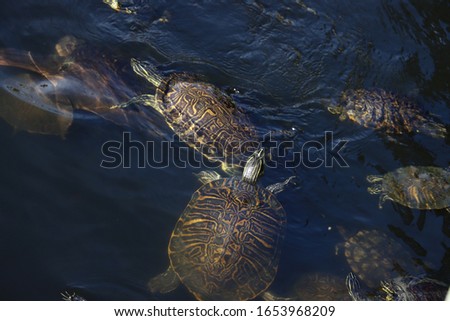 Turtles swimming in blue reflecting water.