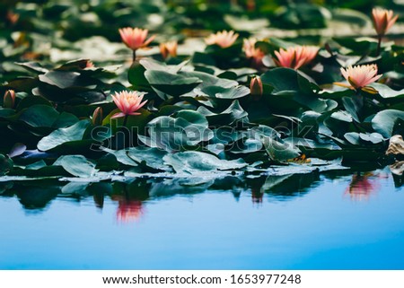 Lotus flower concept, pink lotus and leaf in pond, beautiful nature on morning, water lily flowers blossom  
reflect on water of pond, green leaf plants botany, blue surface water of river