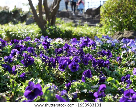 violet pansy flower in Hibiya park