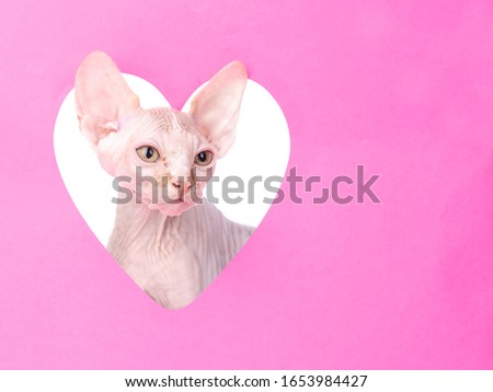 Portrait of a sphinx cat looks through a hole in the shape of a heart. Empty space for text. Isolated on white background