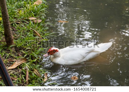 The beautiful pattern duck (barbary)