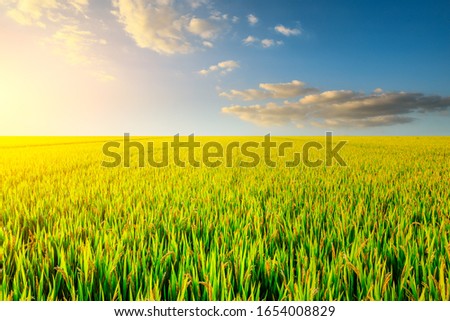 Rice growing in the field in autumn Royalty-Free Stock Photo #1654008829