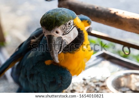 The pattern blue and yellow macaw