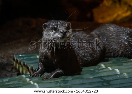 Close up of otter sitting