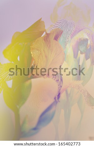 Collage of pictures of irises