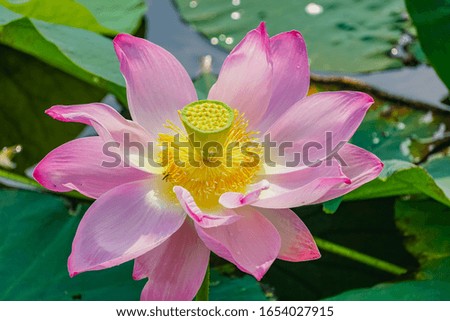 Pink lotus blooming in the pond
