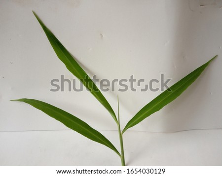 The leaves of ginger plants on the isolated white background