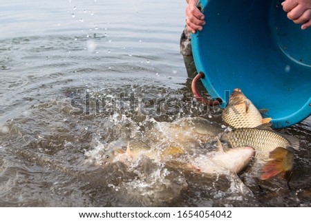 Freshwater fish carp Cyprinus carpio