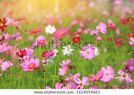 Blooming cosmos flower in the summer garden with rays of sunlight in nature