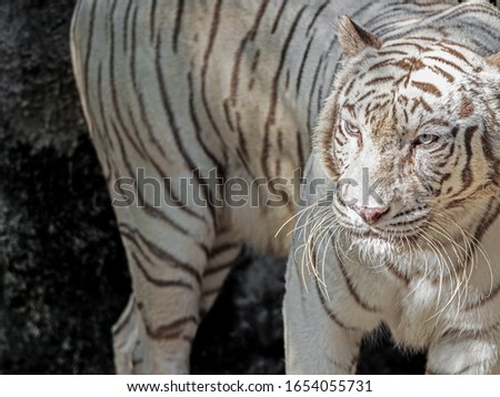 Closeup White Bengal Tiger Isolated on Background 