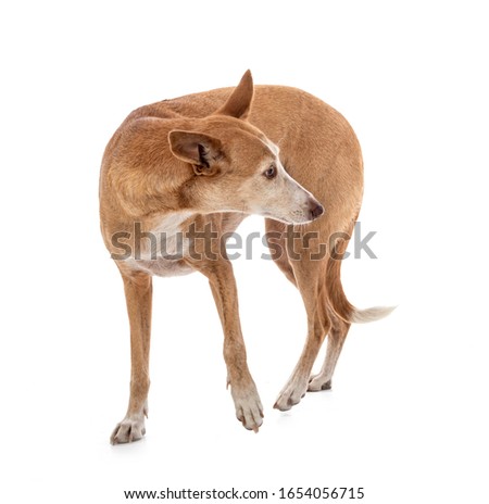 Ibizan Hound in front of white background Royalty-Free Stock Photo #1654056715