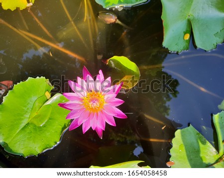 Purple lotus flower blooming in the sun