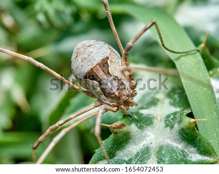 small arachnid called opilion. Leiobunum. Metaphalangium cirtanum Royalty-Free Stock Photo #1654072453