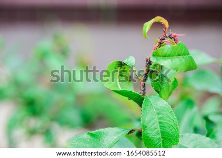 black aphids colony on stem and almond leaves, garden shrubs diseases concept, close up horizontal outdoors stock photo image