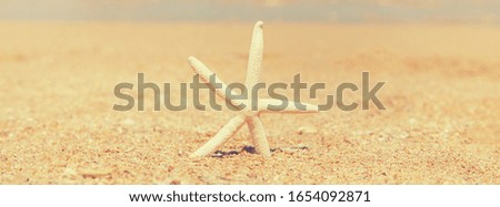 starfish on the beach on the sand. Selective focus. nature.