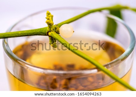 Mistletoe, tea with fresh mistletoe  branch