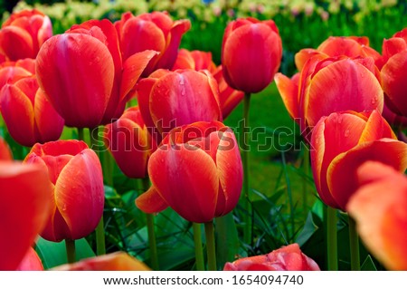 Red tulip beds with fresh green leaves. Close up