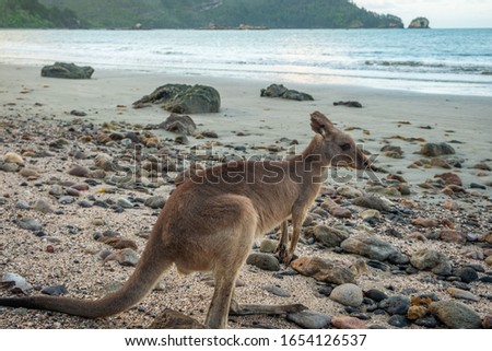 Kangaroo on the beach in Cape Hillsborough Queensland Australia