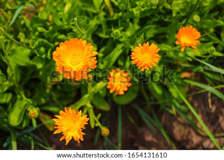 Pot Marigold in the summertime in the garden