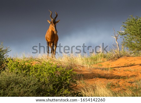 A Red Hartebeest in the late afternoon sun against a threatening sky Royalty-Free Stock Photo #1654142260
