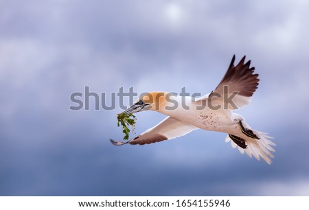 Flying bird. Flying Northern gannet with nesting material in the bill Bird in fly with dark blue sea water in the background, Flying bird from Helgoland island. Beautiful flying sea bird from coast