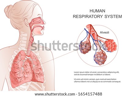 Human Respiratory System, lungs, alveoli. Medical diagram. Inside larynx nasal throttle anatomy. Breath, pneumonia, smoke. Vector Anatomy illustration. Healthcare and medicine infographic. Royalty-Free Stock Photo #1654157488