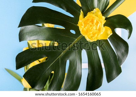 Yellow tulips flower, monstera a blue paper  background.Symbol of spring.Concept of holiday.Flowers composition.Flat lay, top view, copy space

