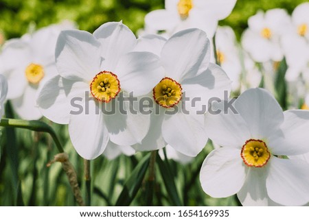 White daffodils with yellow trumpet in the flowerbed. Selective focus. White blossoming narcissus in the garden