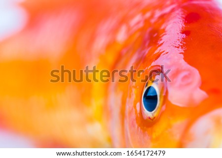 Fish Eye. Gold fish close-up, on white background