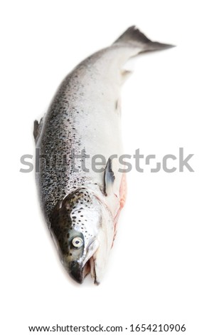 Whole Atlantic Salmon fish isolated on a white studio background.