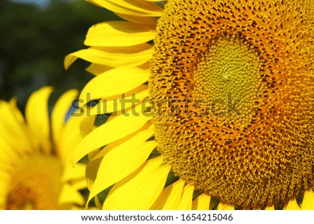 beautiful flower, sunflower blossom blooming in nature