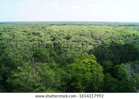 Jungle. Ekʼ Balam, Temozón, Yucatán, Mexico