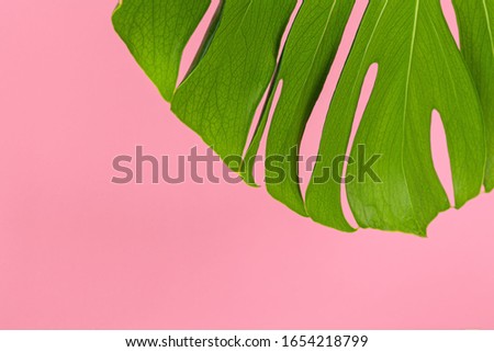 Texture of a monstera leaf close up on pink pastel background