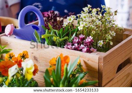 Flower pots for small garden, patio or terrace. Seedlings of spring beautiful flowers in a wooden box. Gardening concept. Royalty-Free Stock Photo #1654233133
